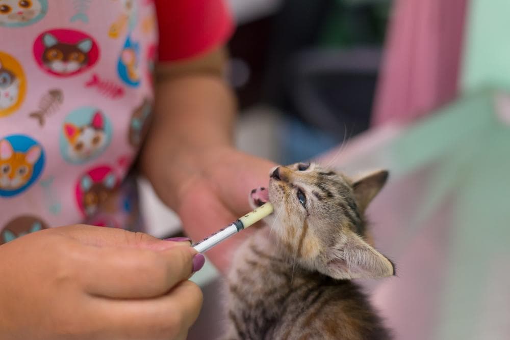 猫咪驱虫指南：频率、方法和注意事项全解析