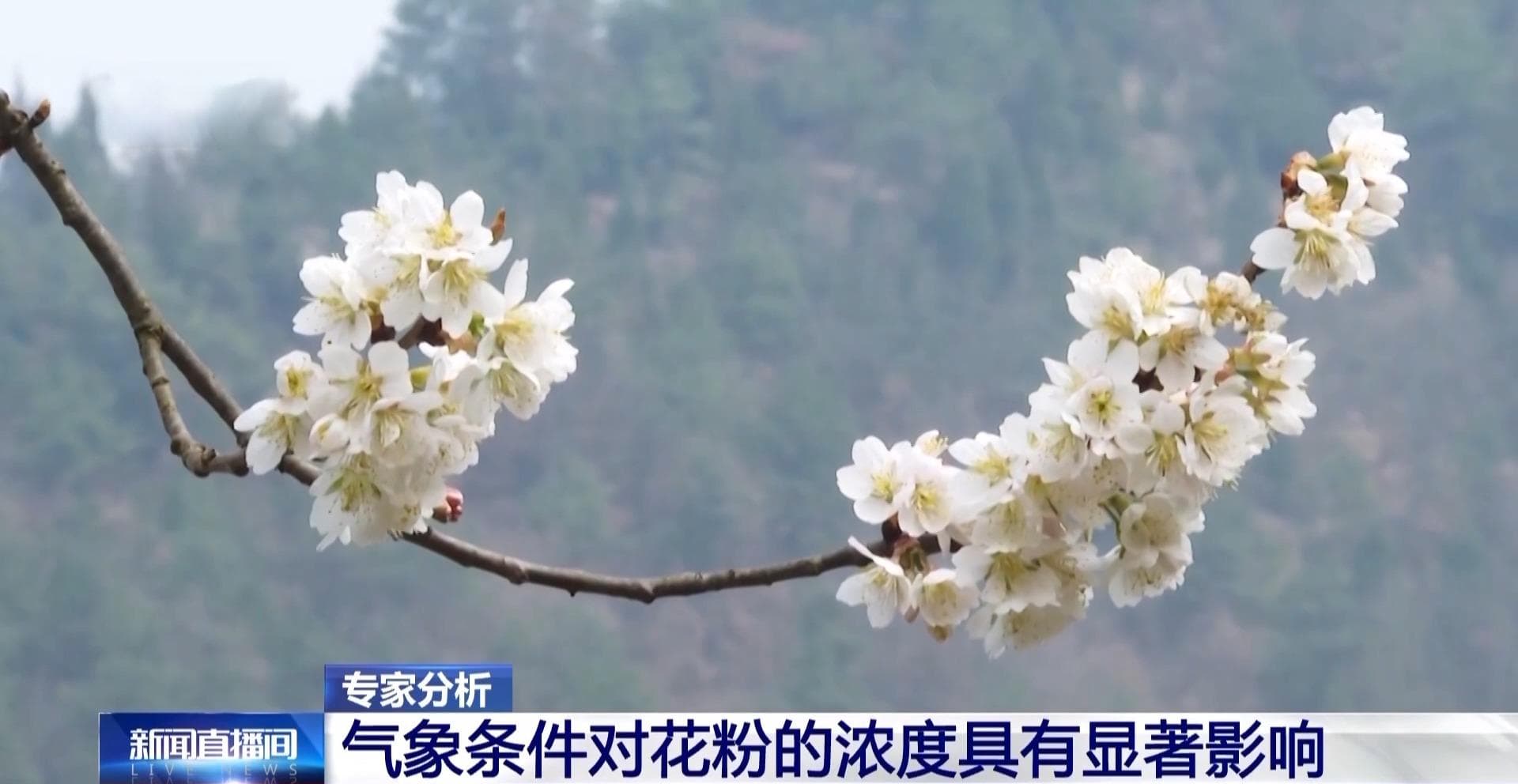 气象条件对花粉浓度的影响及健康防护指南