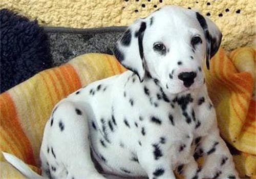 犬食道梗阻的病因、症状及防治