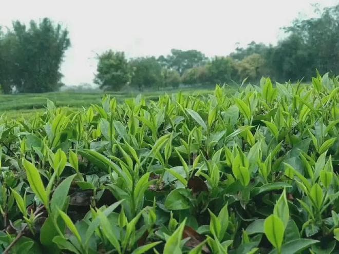 英德红茶：广东英德的地理标志名茶
