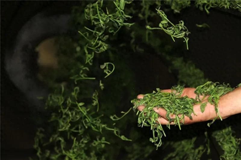茶叶杀青的四种方法的对比分析