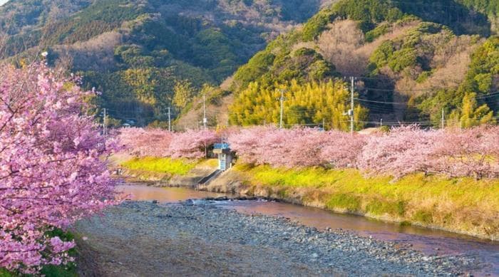 全球变暖致日本樱花开花提前，生态系统将受严重冲击