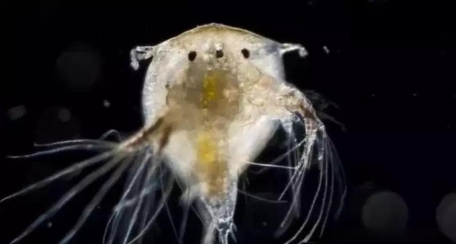 神奇的“海洋害虫”：藤壶到底有何特别之处？