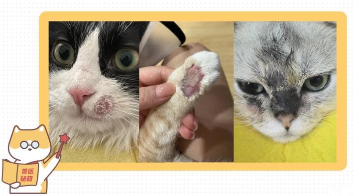 怎么确定猫咪得了猫癣？常用手段有这些~