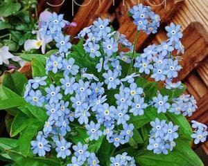 勿忘我花语之开花时间和花期特点（了解勿忘我的开花时间和花期，把握它的生长规律）