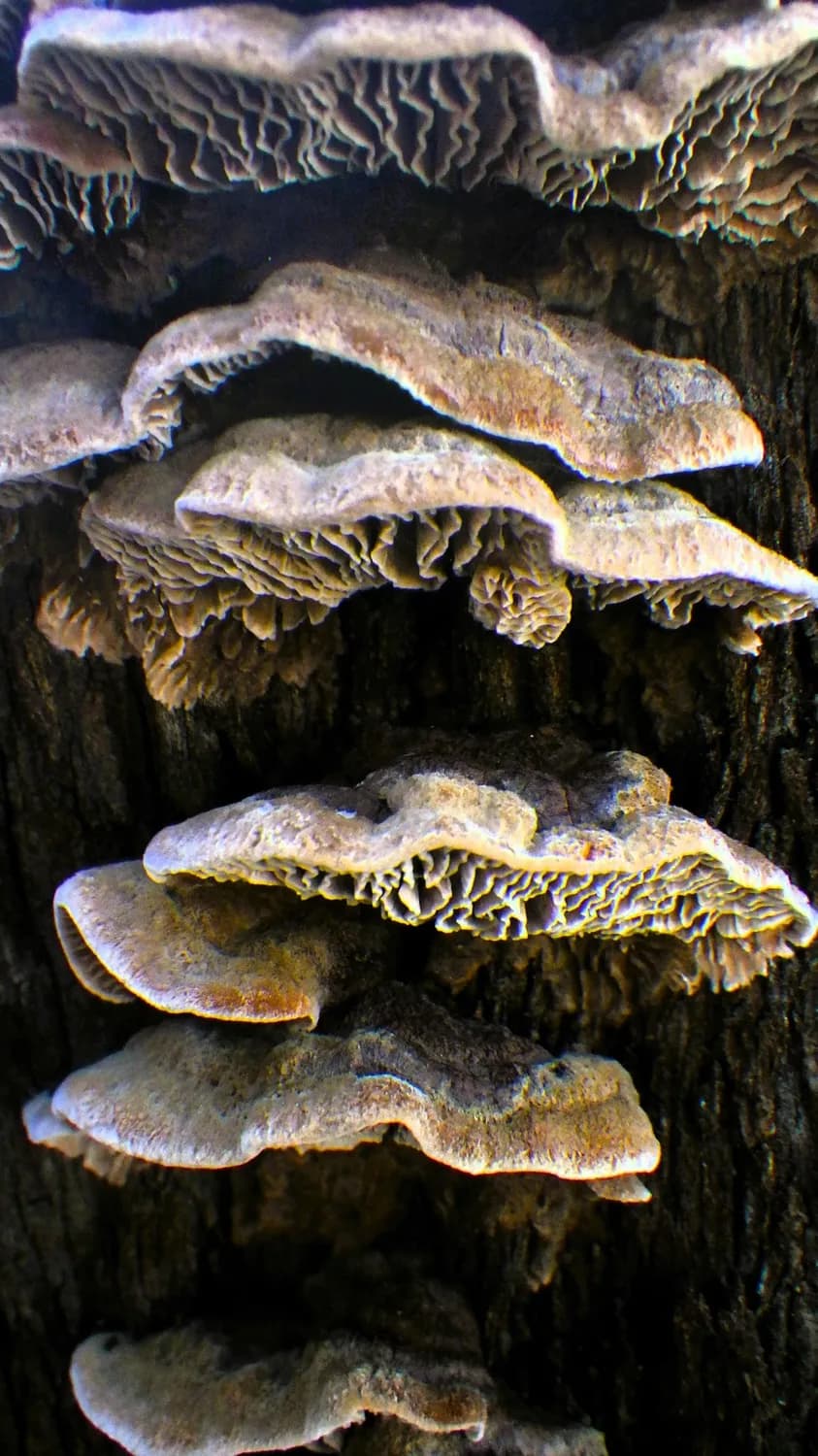 冬虫夏草配灵芝：最强滋补搭档的科学搭配指南