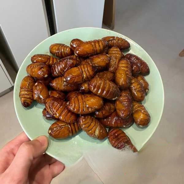 蝉蛹怎么吃_蚕蛹怎么吃东西