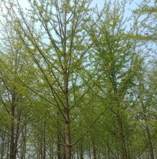 安徽适宜种植的树种（探究安徽省生态环境，推荐种植优质树种）
