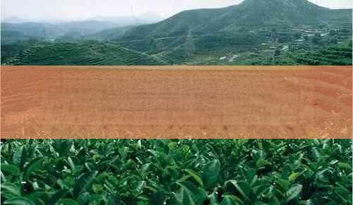 详解《本草纲目》茶膏：功效、制作与现代应用