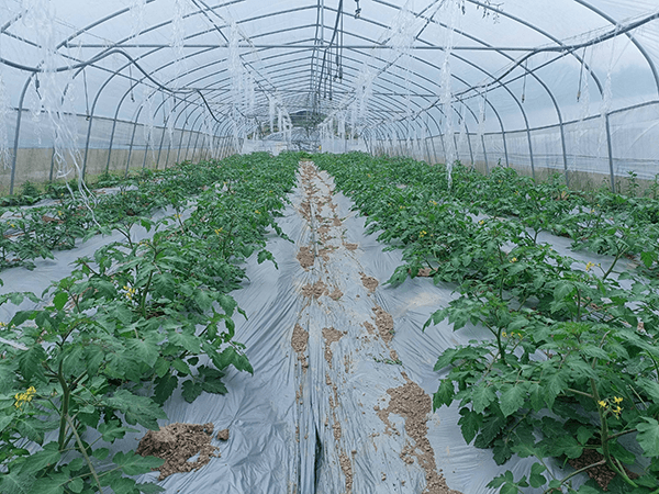 西红柿定植到采收全程管理要点