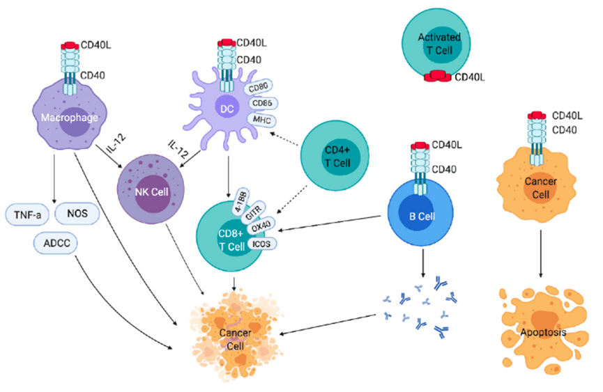 攻克CD40/CD40L，曙光已现
