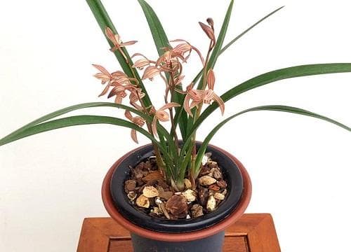 控根盆适合种什么植物