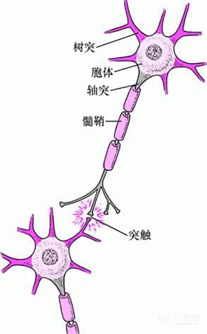 髓鞘与神经健康：从结构功能到修复再生