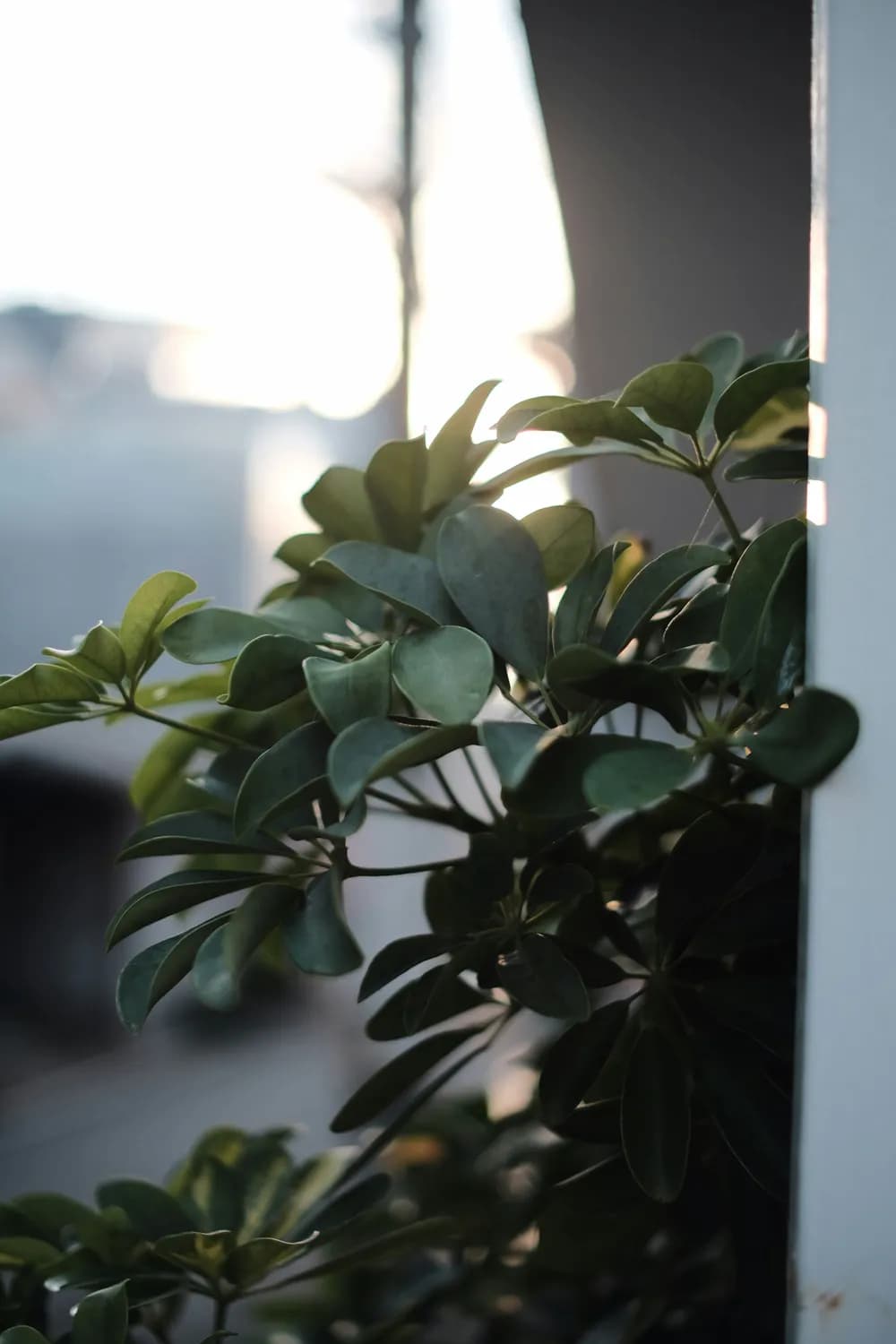 冬季养鸭脚木，这些技巧让你的植物绿油油！