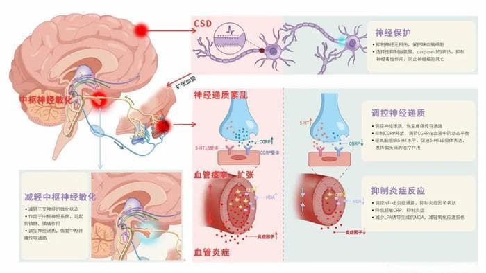 有效缓解、遏制复发 | 中医药治疗头痛疗效显著