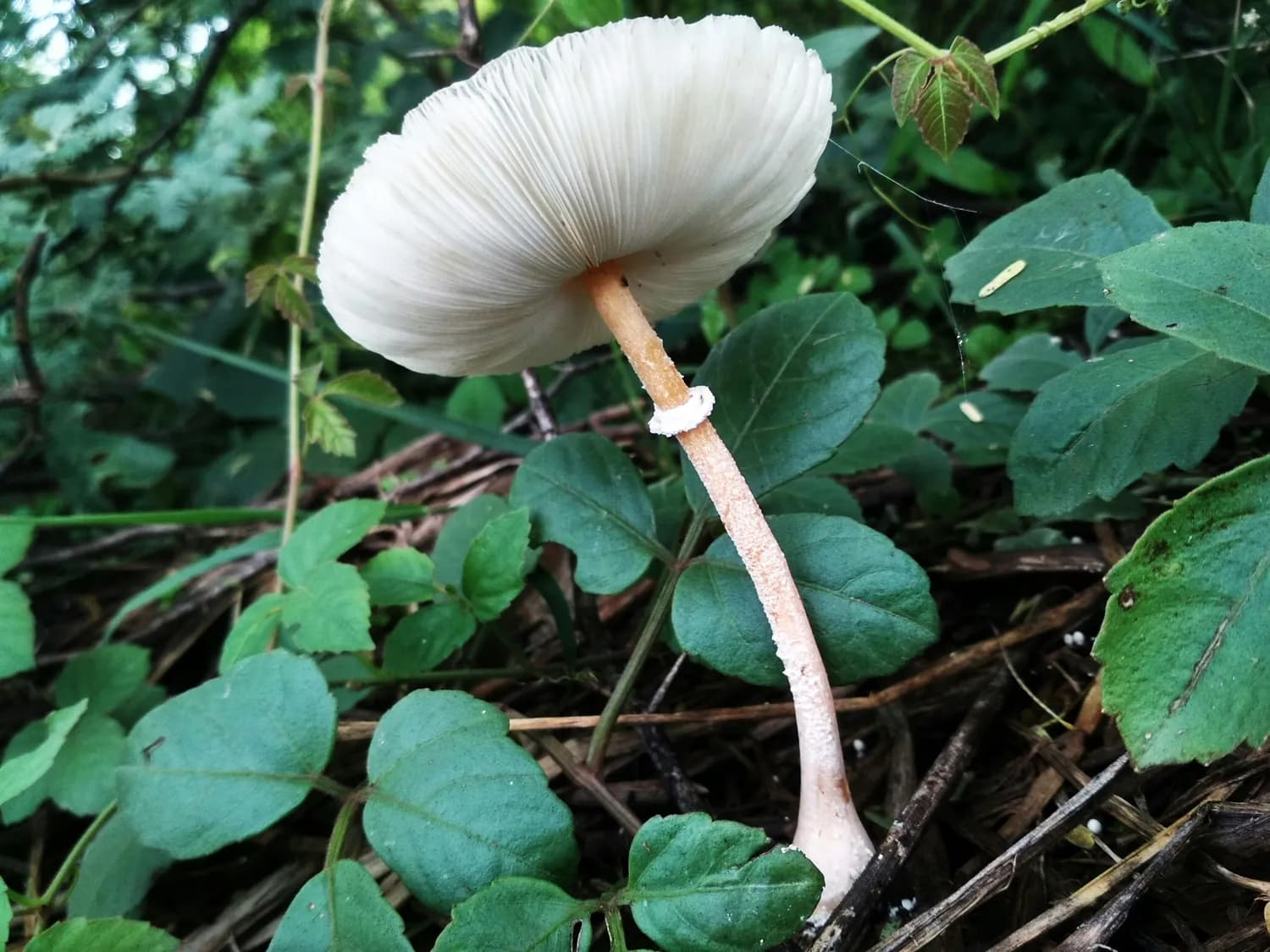 秋冬瘦身神器：金针菇这样吃最有效！