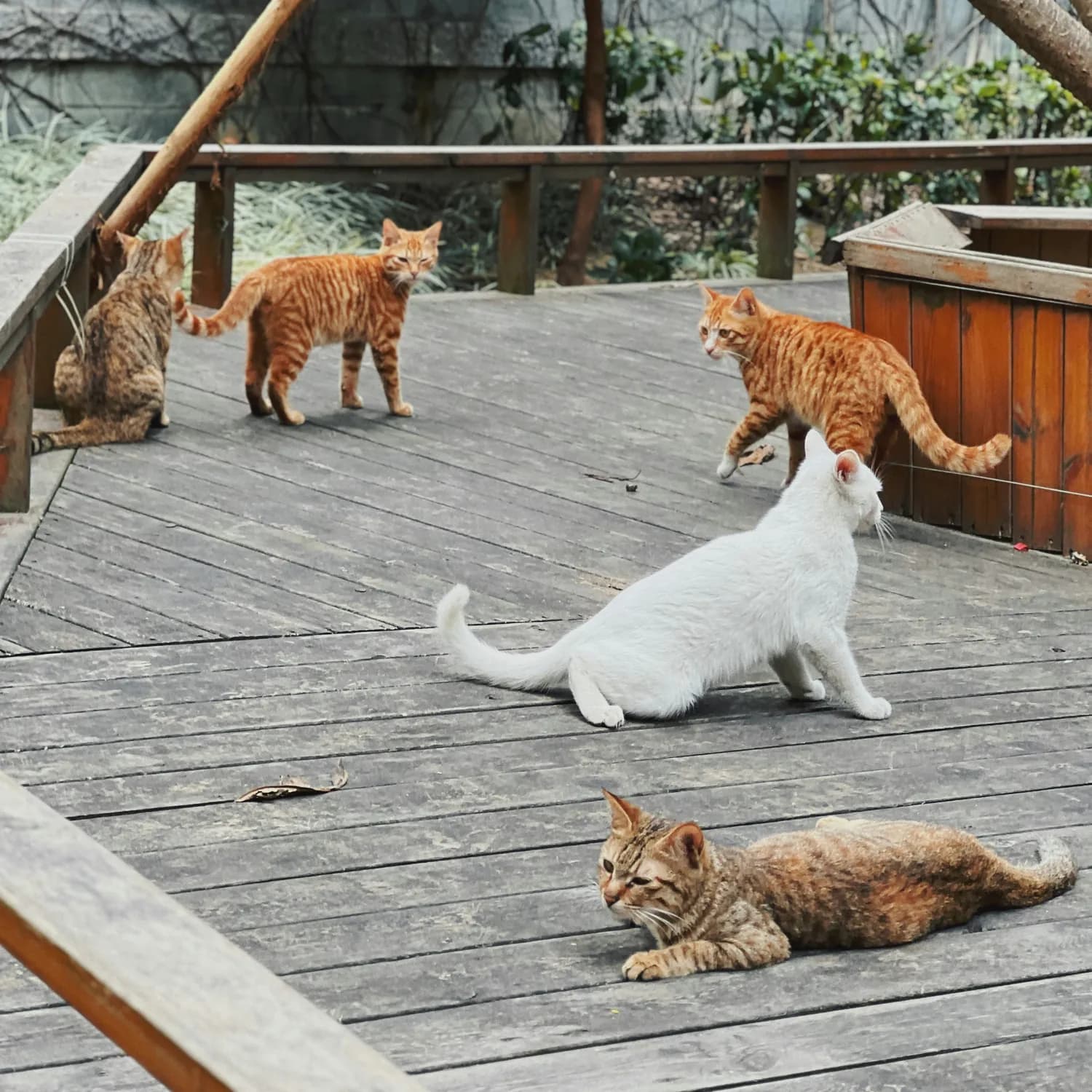 猫咪老师的纯爱守护：《夏目友人帐》中的温情与成长
