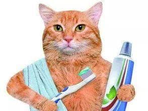 猫咪拥有一口烂牙有多惨，刷牙教程收藏起来