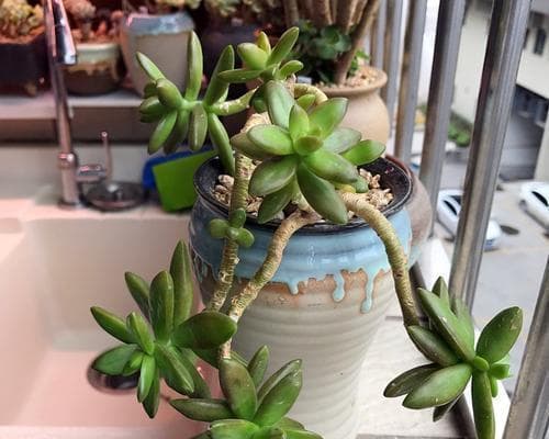 玫瑰花的浇水方式与注意事项（每天浇水还是少量多次？如何避免浇水过度？）