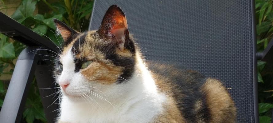 猫咪耳朵根为什么是两层？揭秘猫咪耳朵内部结构及其功能