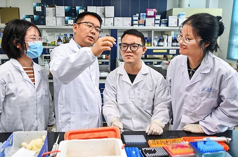 我国科研团队发现宜机收玉米育种新“钥匙”