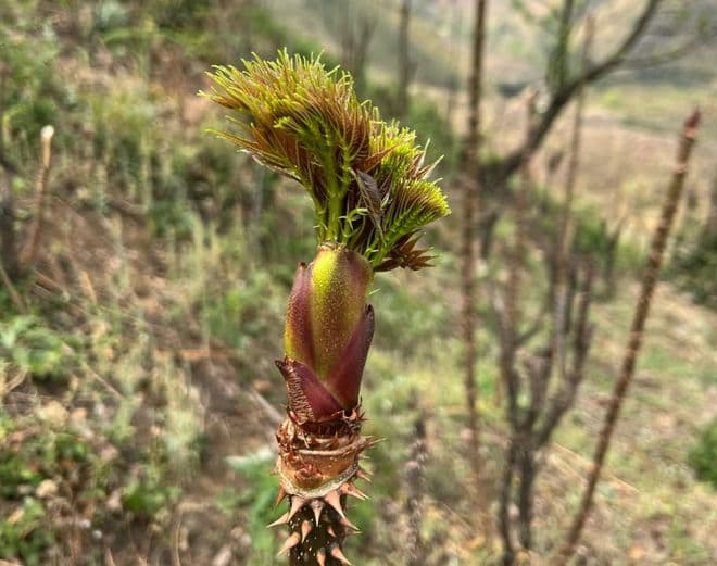 植物界的“刺头”楤木：嫩芽可食、全身是宝，农民朋友不可不知的野菜