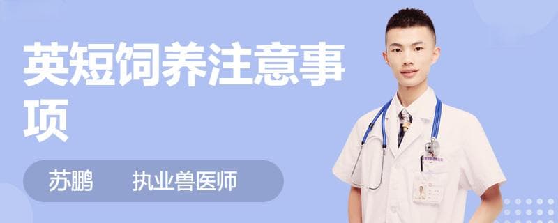 英短猫饲养完全指南：从幼猫到成年的养护要点