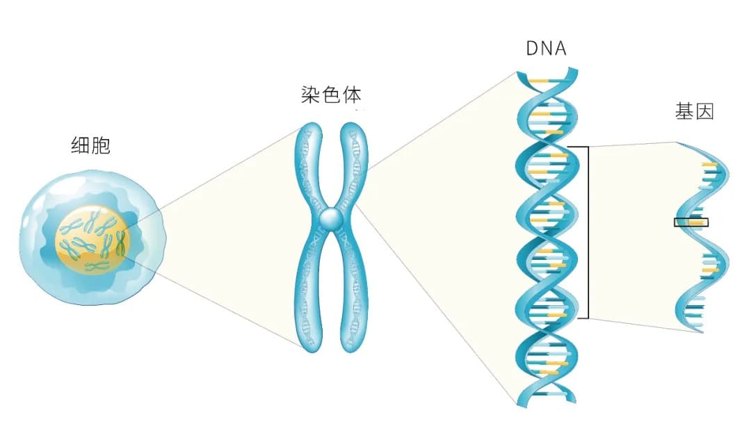 孕育健康宝宝，如何应对染色体异常？