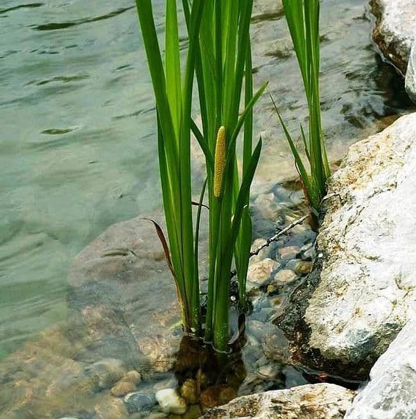 菖蒲：探寻古老植物的神秘魅力