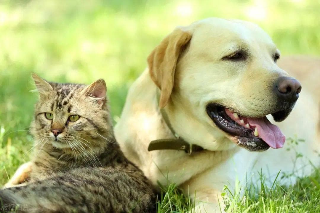 猫和狗的智商大比拼：谁更胜一筹？