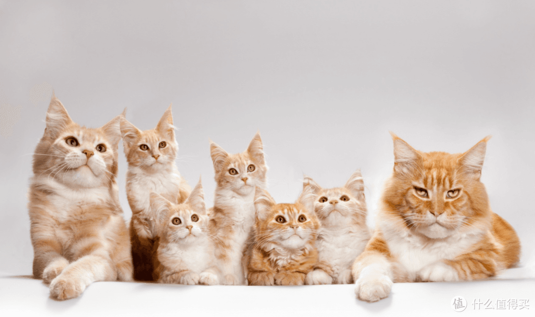 12种猫咪品种大解析：从橘猫到波斯猫的优缺点全攻略