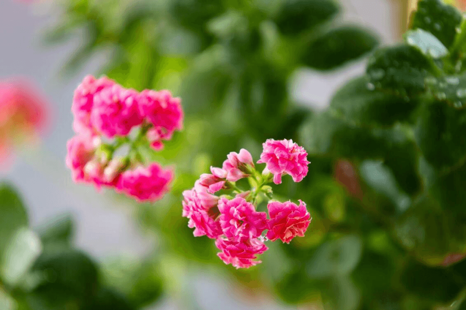 曾“红极一时”的长寿花，现在为啥“没人敢种”了？说点大实话！