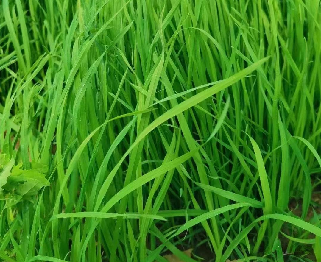 提摩西草：兔子的理想饲料，种植管理全攻略