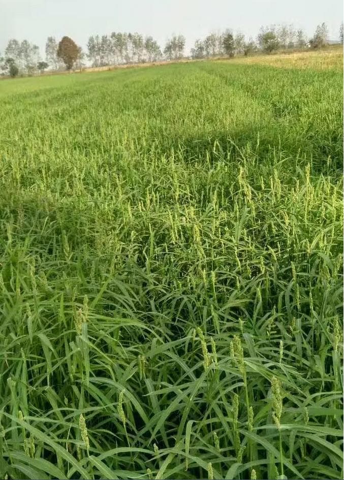 小米草能提高小龙虾养殖效益 什么塘口适合栽小米草 怎么管理