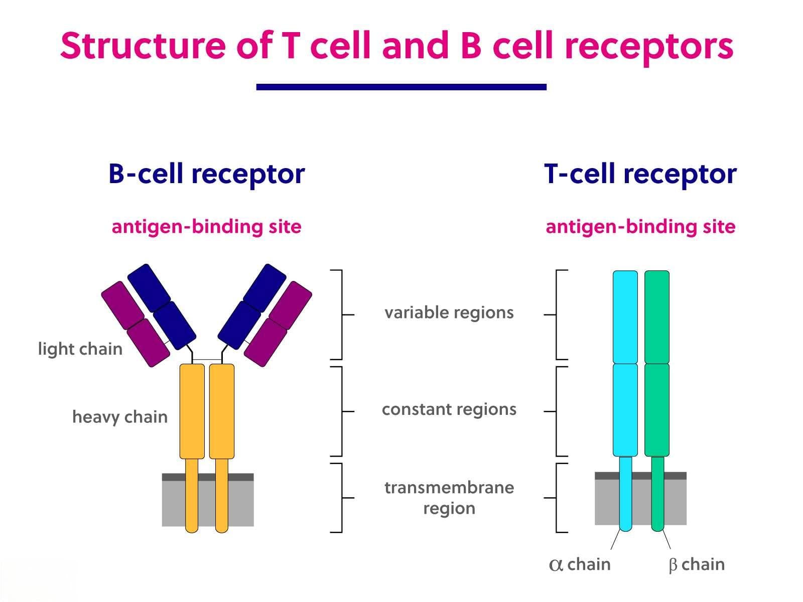 T细胞受体（T Cell Receptor, TCR）：结构与功能的分子交响曲