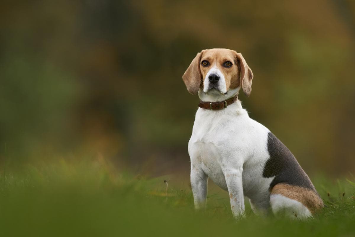 比格犬怎样训练