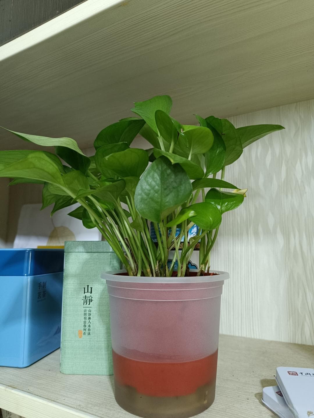绿萝：空气净化小能手，园艺新手也能养好的藤本植物
