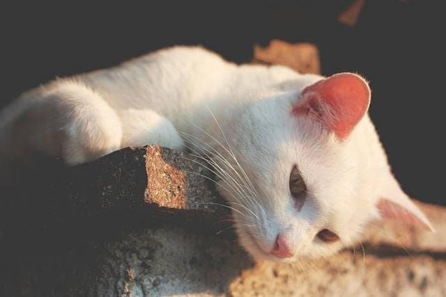 如何判断猫咪是否得了猫瘟，有哪些早期症状？