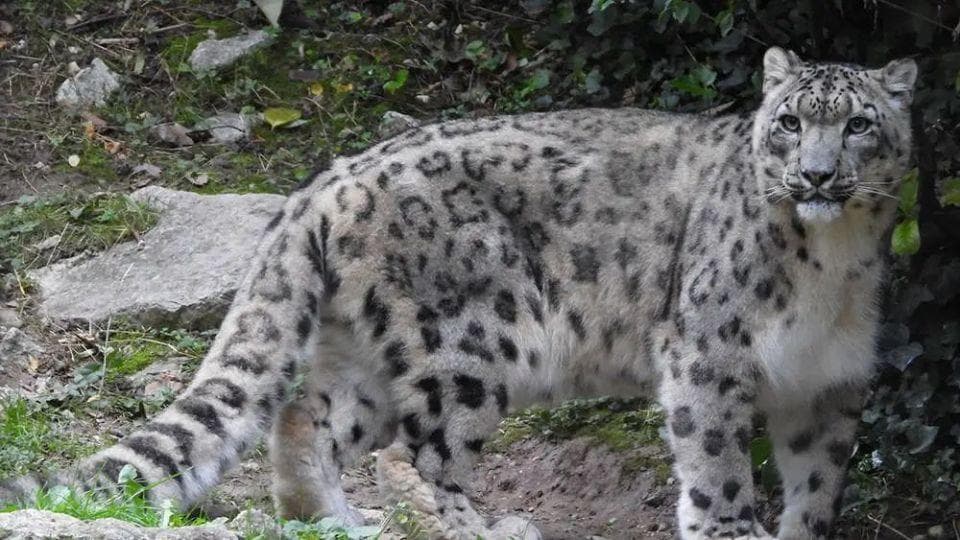 世界雪豹日，“美丽大猫”为什么能成为雪山之王？