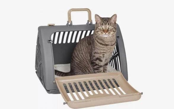 猫哈气是害怕还是威胁？一文读懂猫咪的这一行为