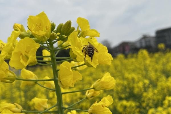 油菜花粉的功效与作用、禁忌和食用方法