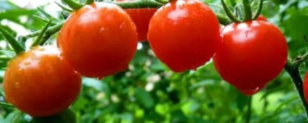 西红柿家庭种植方法与技术
