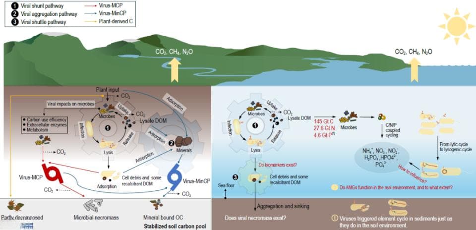 病毒为理解生物地球化学循环提供新视角