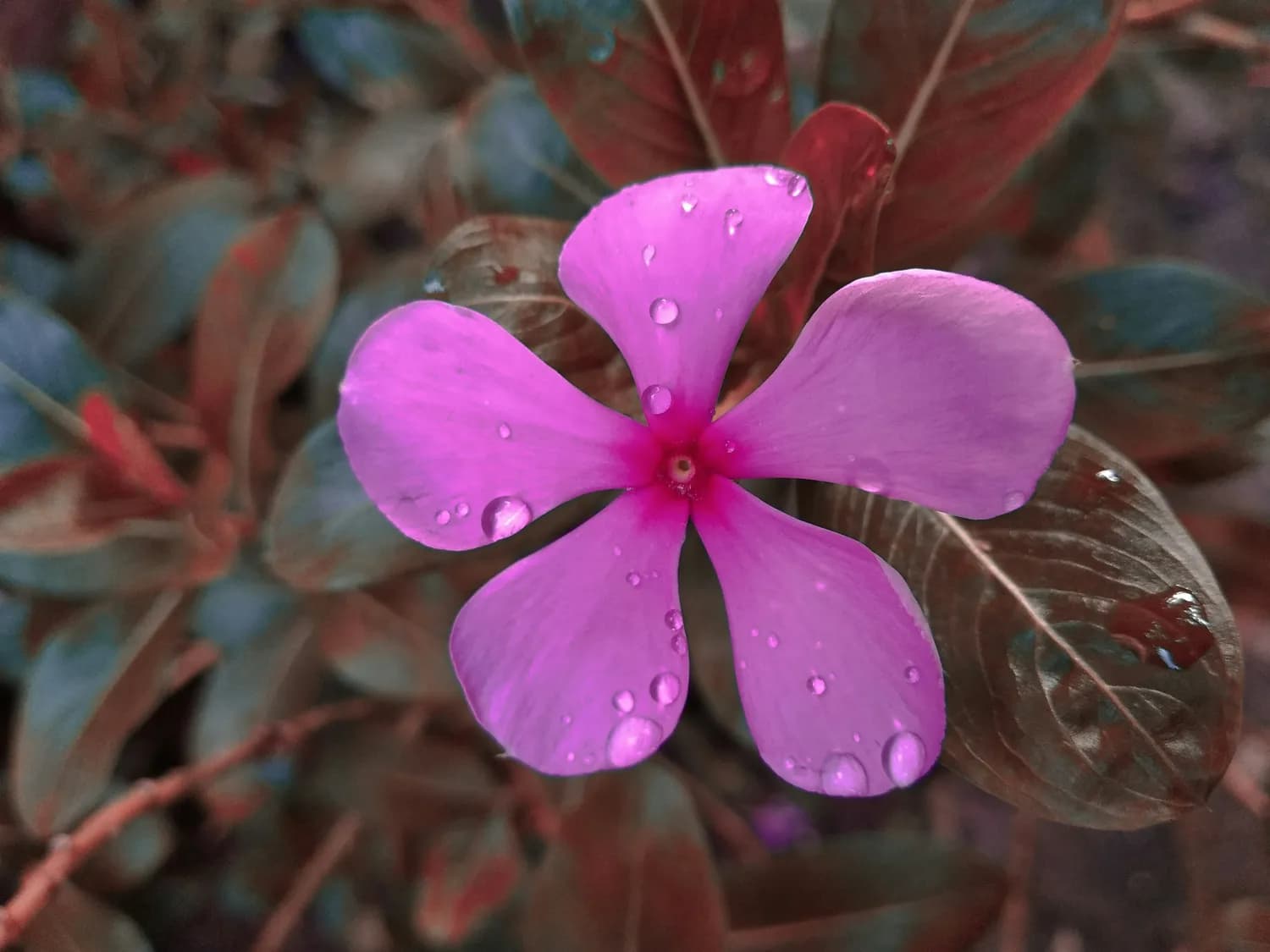 秋冬养花指南：如何选对四季长春花？