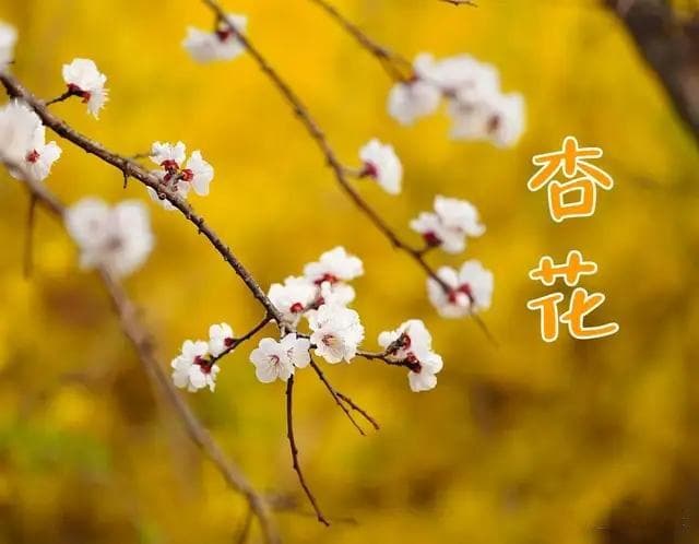 杏花疏雨，惹尽娇羞，20首杏花古诗词，遇见最美的春天！
