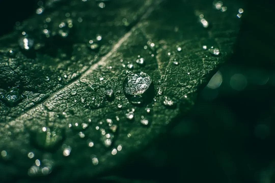 海洋胃药：温中散寒又制酸，夏季胃痛有良方