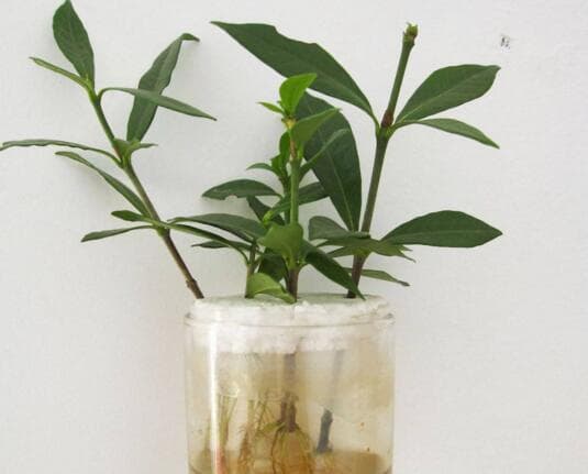 栀子花水养方法？如何让栀子花水培开的长久