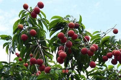 从化十大特产：从荔枝到三华李，品味岭南文化