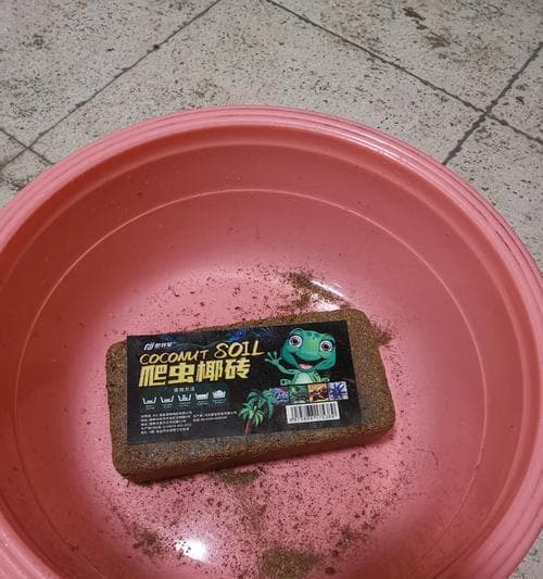 乌龟冬眠结束后的注意事项