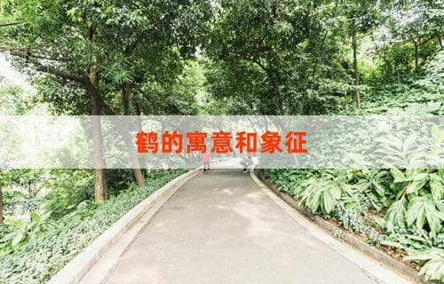 鹤的寓意和象征：东西方文化中的神圣形象与美好愿景